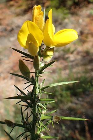 Ulex europaeus \ Europ�ischer Stechginster / Gorse, D Odenwald, Erbach 16.10.2018