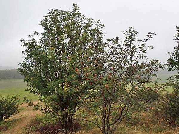 Sorbus aucuparia subsp. glabrata \ Kahle Vogelbeere, Kahle Eberesche / Bald Rowan, D Bad Hersfeld 29.7.2019