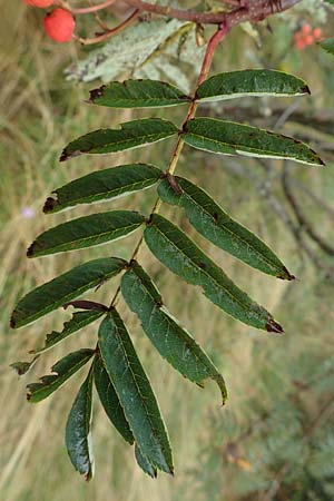 Sorbus aucuparia subsp. glabrata \ Kahle Vogelbeere, Kahle Eberesche / Bald Rowan, D Bad Hersfeld 29.7.2019