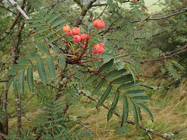Sorbus aucuparia subsp. glabrata \ Kahle Vogelbeere, Kahle Eberesche / Bald Rowan, D Bad Hersfeld 29.7.2019