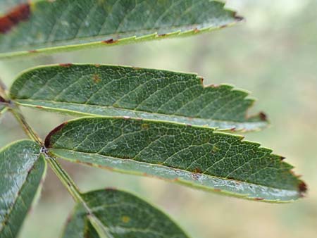 Sorbus aucuparia subsp. glabrata \ Kahle Vogelbeere, Kahle Eberesche / Bald Rowan, D Bad Hersfeld 29.7.2019
