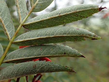 Sorbus aucuparia subsp. glabrata \ Kahle Vogelbeere, Kahle Eberesche / Bald Rowan, D Bad Hersfeld 29.7.2019