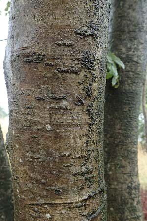 Sorbus aucuparia subsp. glabrata \ Kahle Vogelbeere, Kahle Eberesche / Bald Rowan, D Bad Hersfeld 29.7.2019