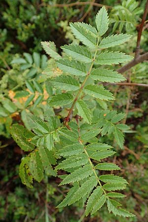 Sorbus aucuparia subsp. glabrata \ Kahle Vogelbeere, Kahle Eberesche / Bald Rowan, D Bad Hersfeld 29.7.2019