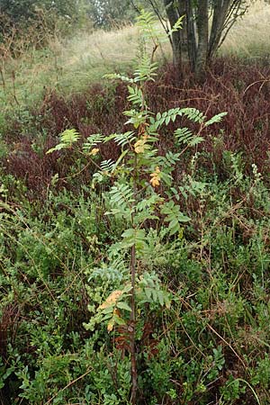 Sorbus aucuparia subsp. glabrata \ Kahle Vogelbeere, Kahle Eberesche / Bald Rowan, D Bad Hersfeld 29.7.2019