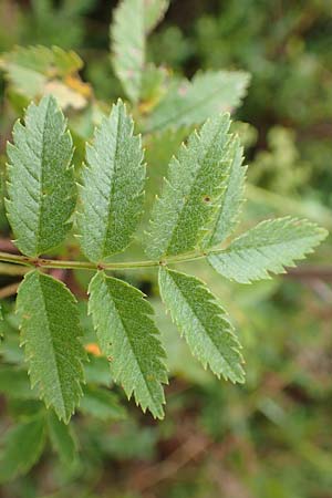 Sorbus aucuparia subsp. glabrata \ Kahle Vogelbeere, Kahle Eberesche / Bald Rowan, D Bad Hersfeld 29.7.2019