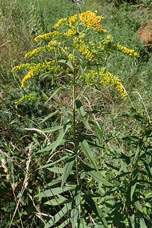 Solidago gigantea \ Sp�te Goldrute / Giant Goldenrod, D Ketsch 23.7.2020