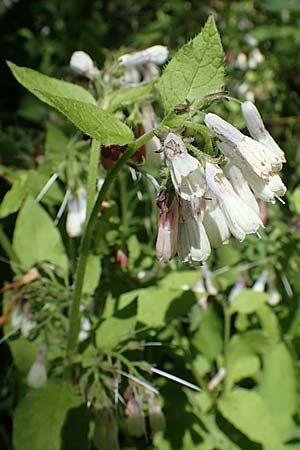 Symphytum grandiflorum \ Kleiner Kaukasus-Beinwell / Creeping Comfrey, D Schuttertal 1.6.2021
