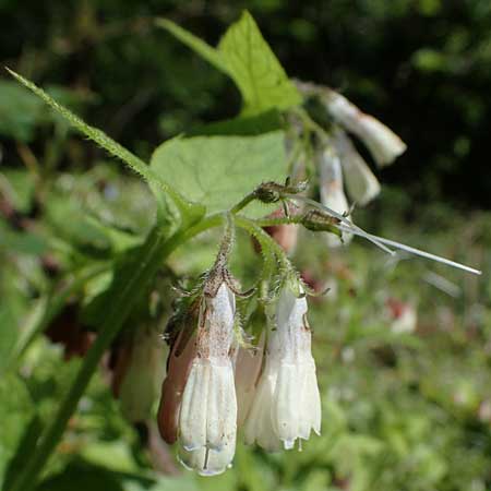 Symphytum grandiflorum \ Kleiner Kaukasus-Beinwell / Creeping Comfrey, D Schuttertal 1.6.2021