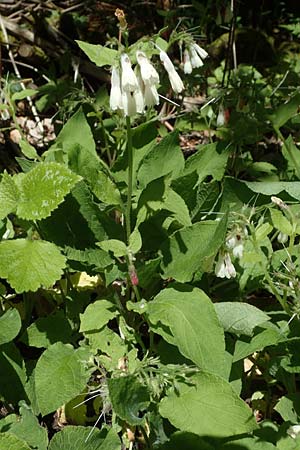 Symphytum grandiflorum \ Kleiner Kaukasus-Beinwell / Creeping Comfrey, D Schuttertal 1.6.2021