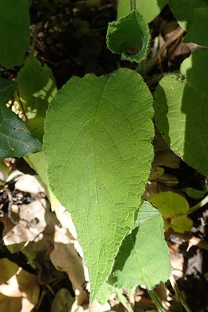 Symphytum grandiflorum \ Kleiner Kaukasus-Beinwell / Creeping Comfrey, D Schuttertal 1.6.2021