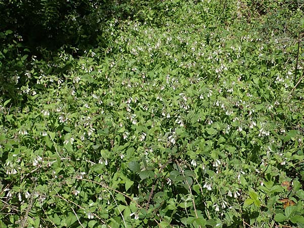 Symphytum grandiflorum \ Kleiner Kaukasus-Beinwell / Creeping Comfrey, D Schuttertal 1.6.2021