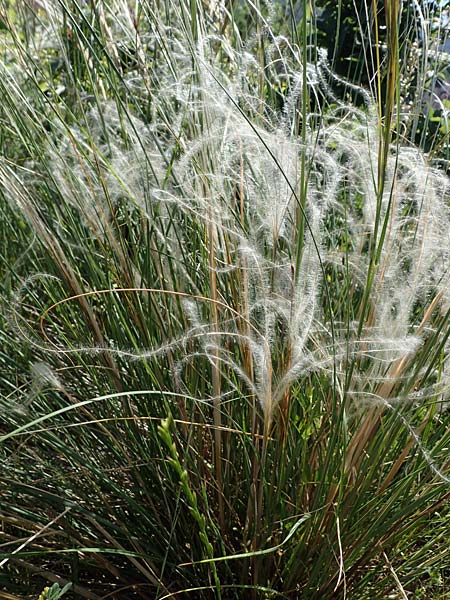 Stipa joannis \ Echtes Federgras, Grauscheidiges Federgras / Grey-Sheathed Feather-Grass, D Leistadt 13.6.2021