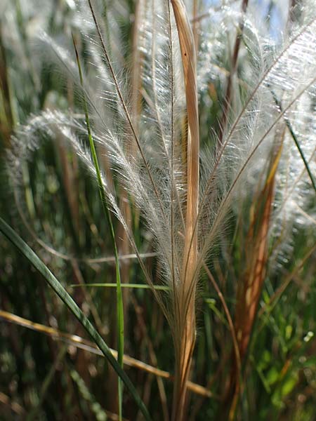 Stipa joannis \ Echtes Federgras, Grauscheidiges Federgras / Grey-Sheathed Feather-Grass, D Leistadt 13.6.2021