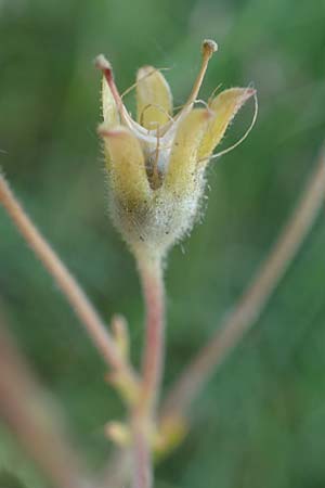 Saxifraga granulata \ Kn�llchen-Steinbrech / Meadow Saxifrage, D Erlenbach am Main 28.5.2022