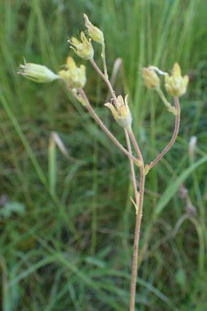 Saxifraga granulata \ Kn�llchen-Steinbrech / Meadow Saxifrage, D Erlenbach am Main 28.5.2022