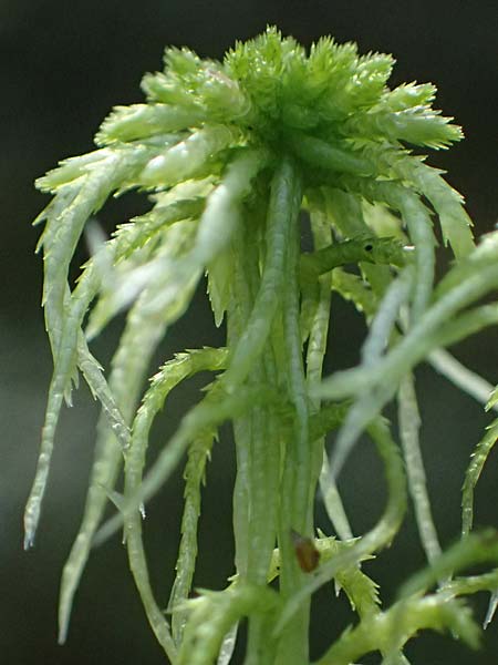 Sphagnum girgensohnii \ Girgensohns Torfmoos / Girgensohn's Sphagnum, D Odenwald, Mossautal 14.10.2023