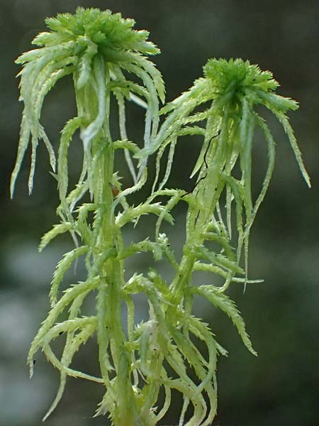 Sphagnum girgensohnii \ Girgensohns Torfmoos / Girgensohn's Sphagnum, D Odenwald, Mossautal 14.10.2023