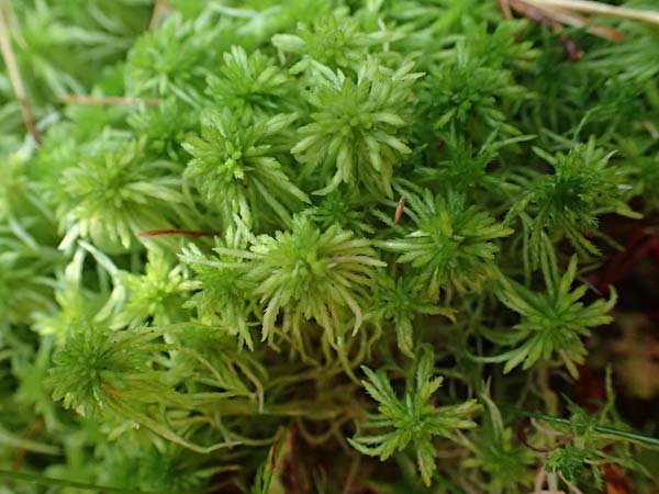Sphagnum girgensohnii \ Girgensohns Torfmoos / Girgensohn's Sphagnum, D Odenwald, Mossautal 14.10.2023