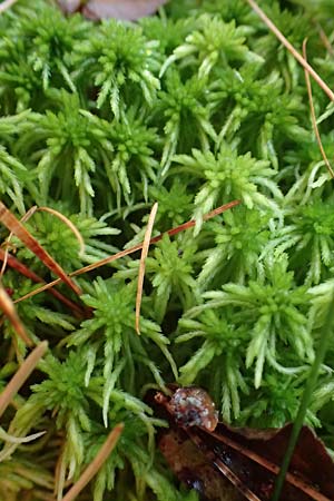 Sphagnum girgensohnii \ Girgensohns Torfmoos / Girgensohn's Sphagnum, D Odenwald, Mossautal 14.10.2023
