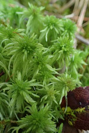 Sphagnum girgensohnii \ Girgensohns Torfmoos / Girgensohn's Sphagnum, D Odenwald, Mossautal 14.10.2023