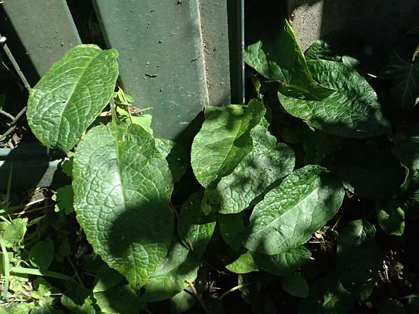 Symphytum grandiflorum \ Kleiner Kaukasus-Beinwell / Creeping Comfrey, D Karlsruhe 30.5.2025