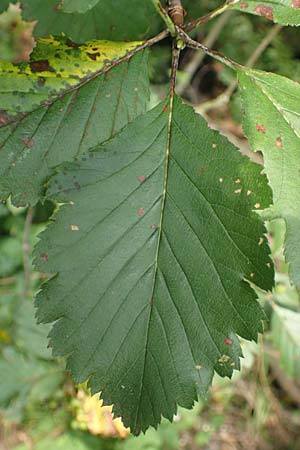 Sorbus austriaca \ �sterreichische Mehlbeere / Austrian Whitebeam, D Jugenheim an der Bergstra&szlig;e 22.7.2016