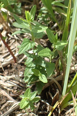 Scutellaria hastifolia \ Spie�bl�ttriges Helmkraut / Norfolk Skullcap, D Gro&szlig;-Gerau 28.7.2017