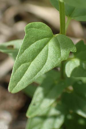 Scutellaria hastifolia \ Spie�bl�ttriges Helmkraut / Norfolk Skullcap, D Gro&szlig;-Gerau 28.7.2017