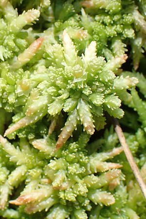 Sphagnum palustre \ Sumpf-Torfmoos / Prairie Sphagnum, D Olfen 19.8.2017
