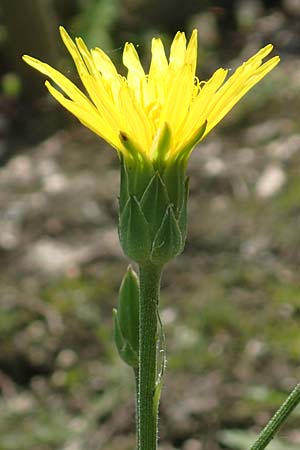 Scorzonera hispanica \ Garten-Schwarzwurzel, Spanische Schwarzwurzel / Spanish Viper's Grass, Black Salsify, D Botan. Gar.  Universit.  Bochum 22.5.2018