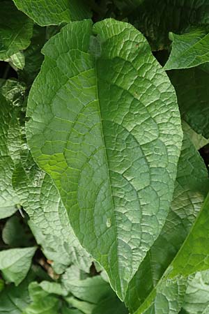 Symphytum x hidcotense \ Hidcote-Beinwell / Hidcote Comfrey, D Teverener Heide 23.5.2018
