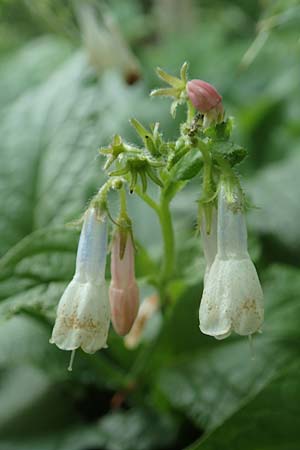 Symphytum x hidcotense, Hidcote-Beinwell