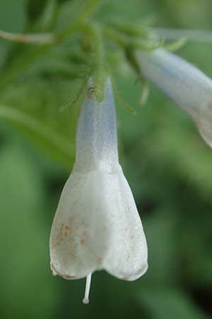 Symphytum x hidcotense \ Hidcote-Beinwell / Hidcote Comfrey, D Teverener Heide 23.5.2018