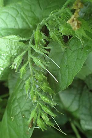 Symphytum x hidcotense \ Hidcote-Beinwell / Hidcote Comfrey, D Teverener Heide 23.5.2018