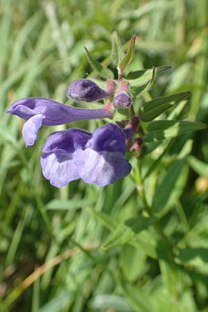 Scutellaria hastifolia \ Spie�bl�ttriges Helmkraut / Norfolk Skullcap, D Gro&szlig;-Gerau 28.5.2018