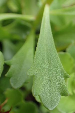Sedum hybridum \ Sibirische Asienfetthenne / Mongolian Stonecrop, D &Uuml;bach-Palenberg 13.6.2018