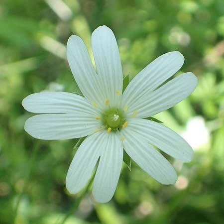 Stellaria holostea \ Gro&szlig;e Sternmiere / Greater Stitchwort, D St.  Leon 17.5.2019