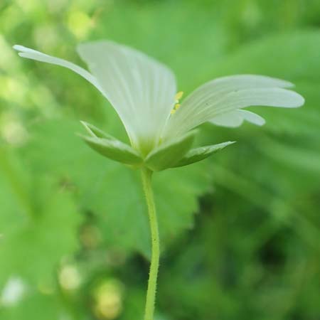 Stellaria holostea \ Gro&szlig;e Sternmiere / Greater Stitchwort, D St.  Leon 17.5.2019