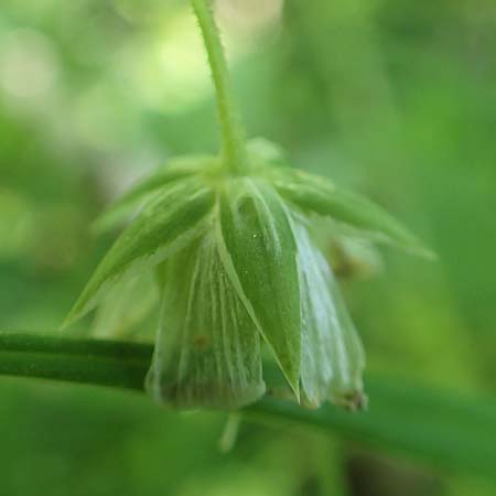 Stellaria holostea \ Gro&szlig;e Sternmiere / Greater Stitchwort, D St.  Leon 17.5.2019