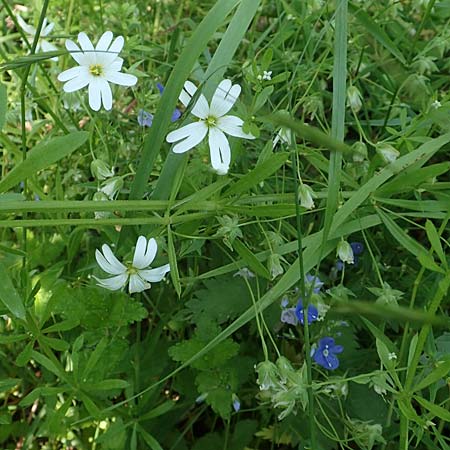Stellaria holostea \ Gro&szlig;e Sternmiere / Greater Stitchwort, D St.  Leon 17.5.2019