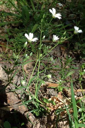 Stellaria holostea \ Gro&szlig;e Sternmiere / Greater Stitchwort, D Wagh&auml;usel-Wiesental 15.4.2020