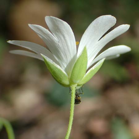 Stellaria holostea \ Gro&szlig;e Sternmiere / Greater Stitchwort, D Wagh&auml;usel-Wiesental 15.4.2020