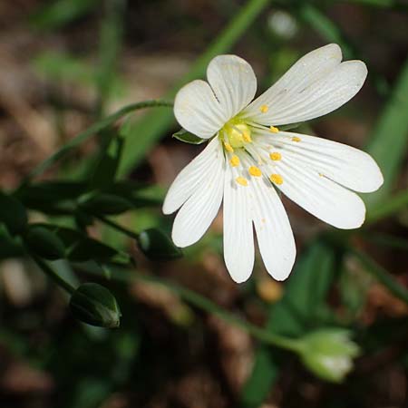 Stellaria holostea \ Gro&szlig;e Sternmiere / Greater Stitchwort, D Wagh&auml;usel-Wiesental 15.4.2020