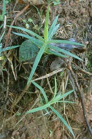 Stellaria holostea \ Gro&szlig;e Sternmiere / Greater Stitchwort, D Odenwald, Unterabtsteinach 18.11.2020