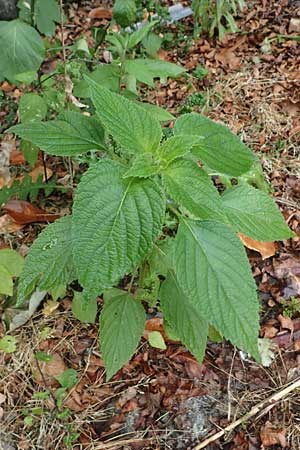 Salvia hispanica, Mexikanische Chia