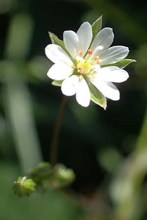 Stellaria holostea \ Gro&szlig;e Sternmiere / Greater Stitchwort, D Reichshof-Schneppenhurth 5.9.2021