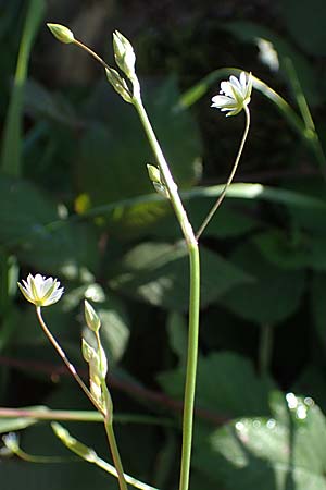 Stellaria holostea \ Gro&szlig;e Sternmiere / Greater Stitchwort, D Reichshof-Schneppenhurth 5.9.2021