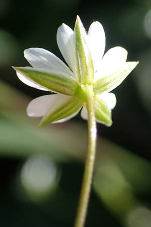 Stellaria holostea \ Gro&szlig;e Sternmiere / Greater Stitchwort, D Reichshof-Schneppenhurth 5.9.2021