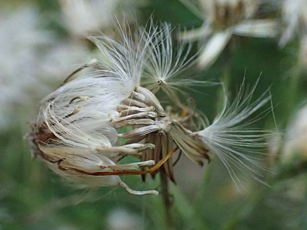 Senecio hercynicus \ Hain-Greiskraut, Harz-Greiskraut / Mountain Woundwort, D Hunsr&uuml;ck, B&ouml;rfink 18.7.2022